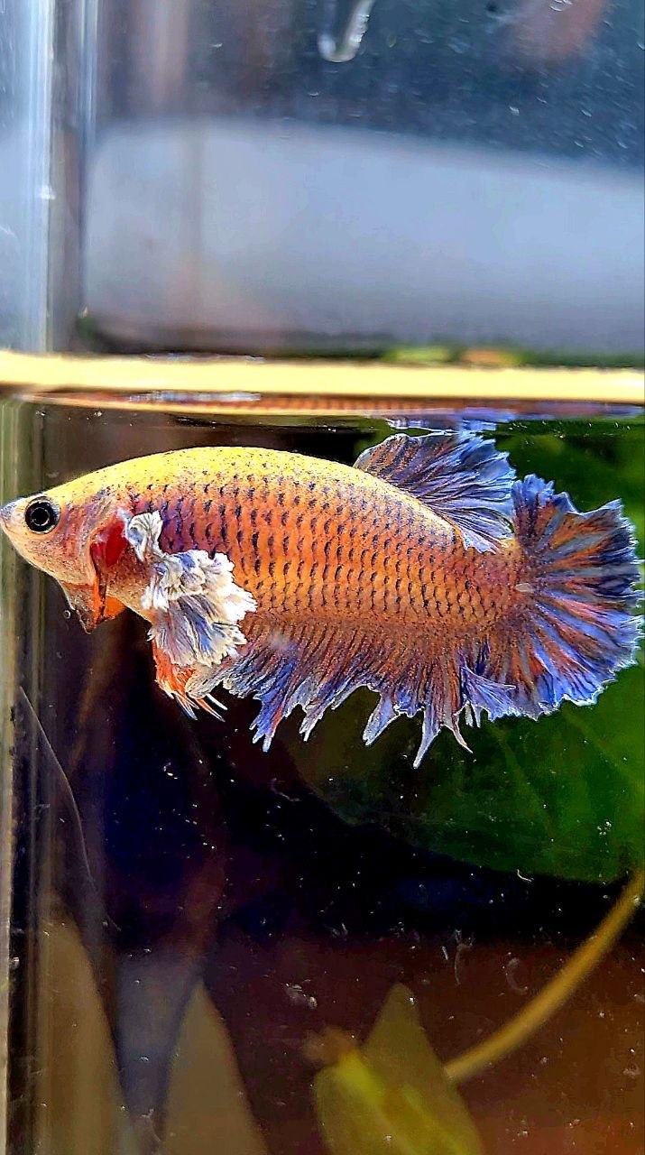 FEMALE HALFMOON KING FEATHER TAIL DUMBO EAR PURPLE ORANGE BETTA FISH