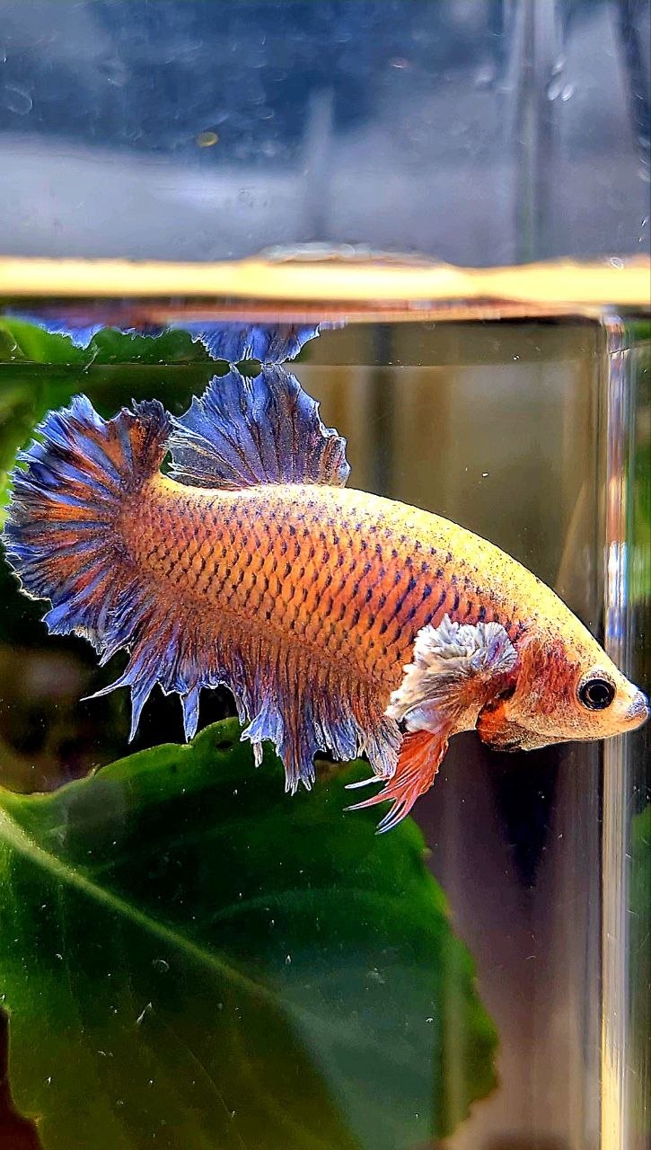 FEMALE HALFMOON KING FEATHER TAIL DUMBO EAR PURPLE ORANGE BETTA FISH
