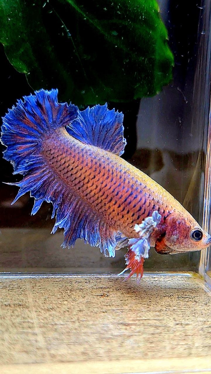 FEMALE HALFMOON KING FEATHER TAIL DUMBO EAR PURPLE ORANGE BETTA FISH