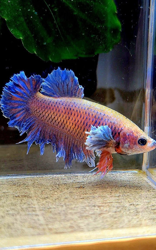 FEMALE HALFMOON KING FEATHER TAIL DUMBO EAR PURPLE ORANGE BETTA FISH