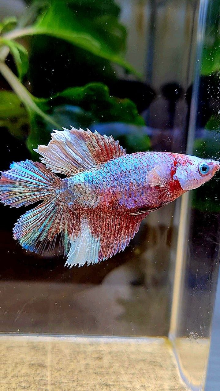 FEMALE HALFMOON DOUBLE TAIL WHITE MULTICOLOR BETTA FISH