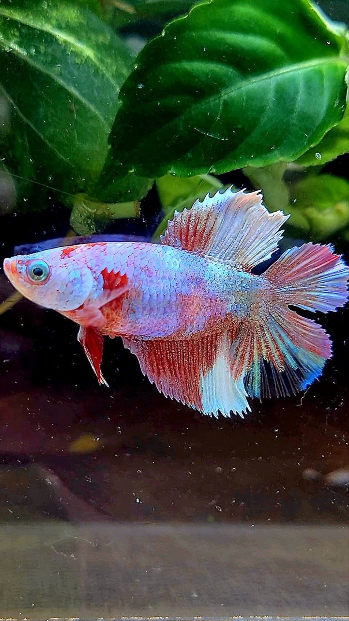FEMALE HALFMOON DOUBLE TAIL WHITE MULTICOLOR BETTA FISH