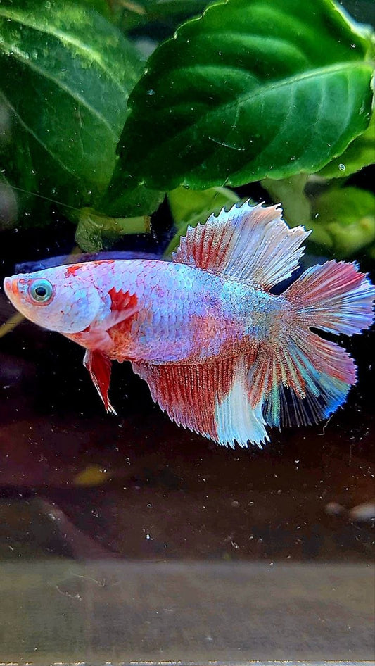 FEMALE HALFMOON DOUBLE TAIL WHITE MULTICOLOR BETTA FISH