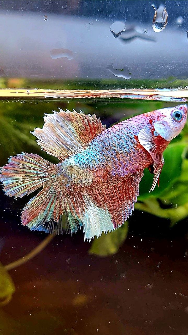 FEMALE HALFMOON DOUBLE TAIL WHITE MULTICOLOR BETTA FISH