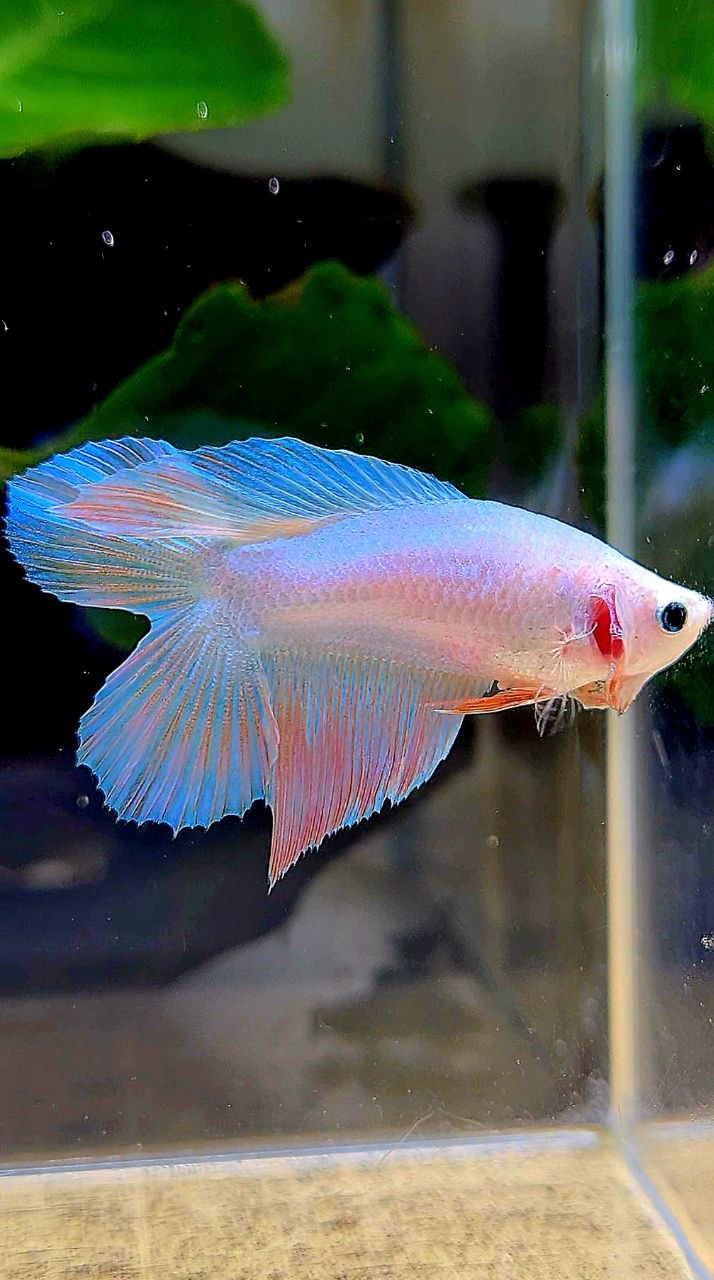 FEMALE VEILTAIL DOUBLE TAIL UNICORN BETTA FISH