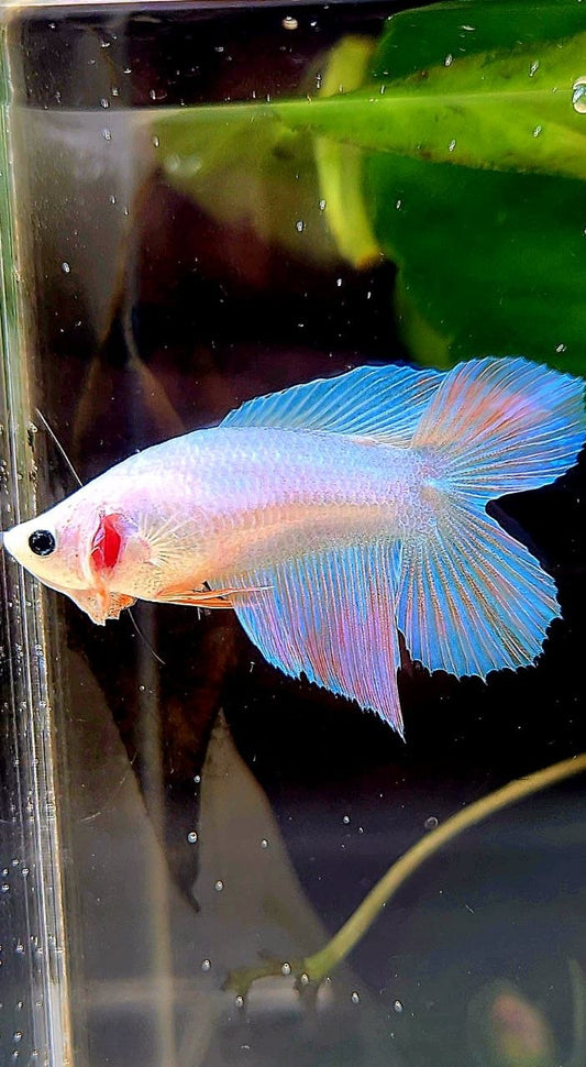 FEMALE VEILTAIL DOUBLE TAIL UNICORN BETTA FISH