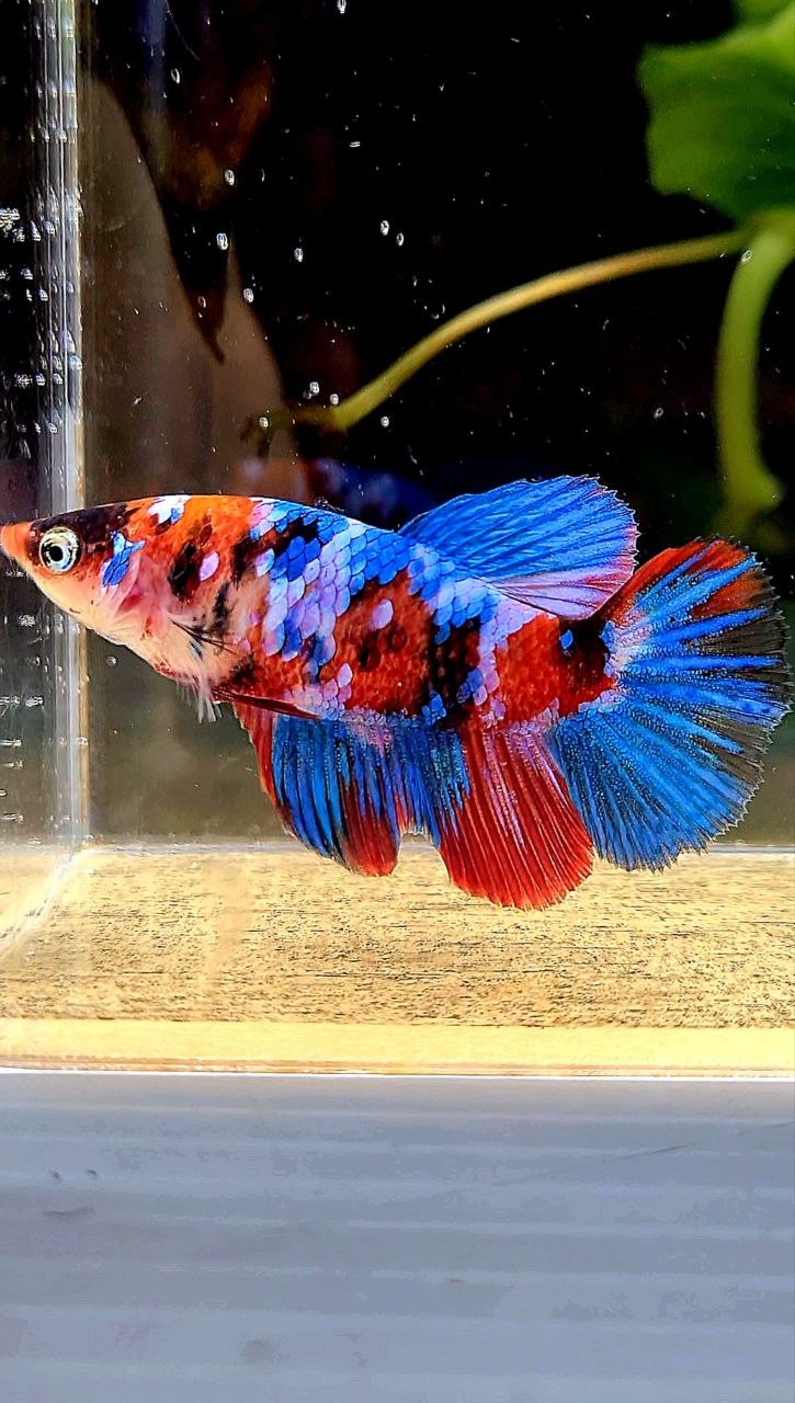 FEMALE HALFMOON RED GALAXY MULTICOLOR BETTA FISH