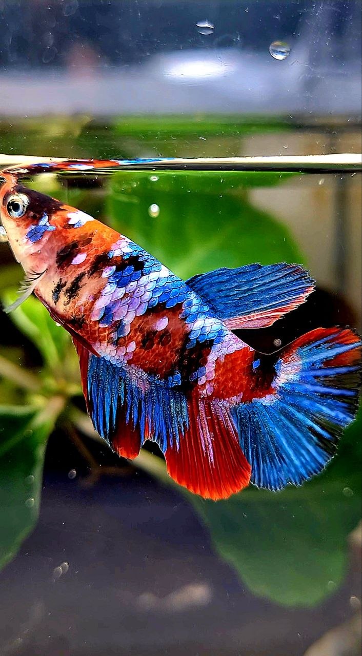 FEMALE HALFMOON RED GALAXY MULTICOLOR BETTA FISH
