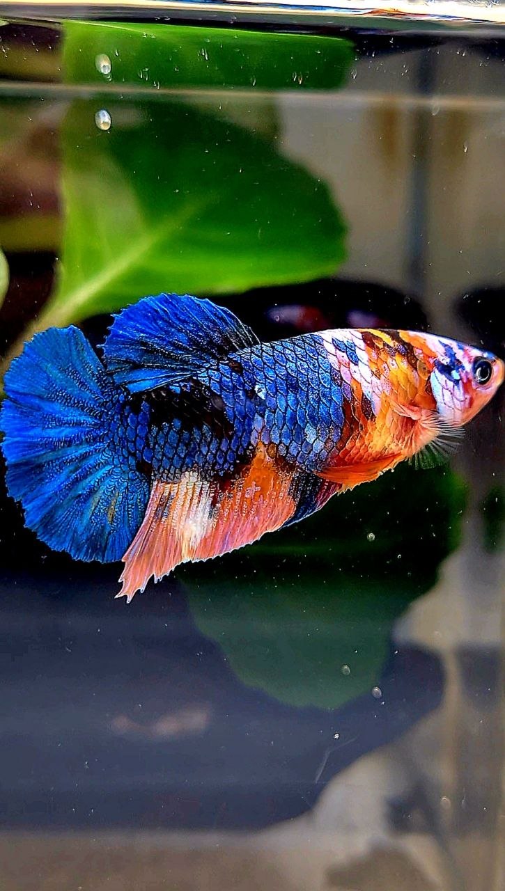 FEMALE PLAKAT BLUE ORANGE MULTICOLOR BETTA FISH