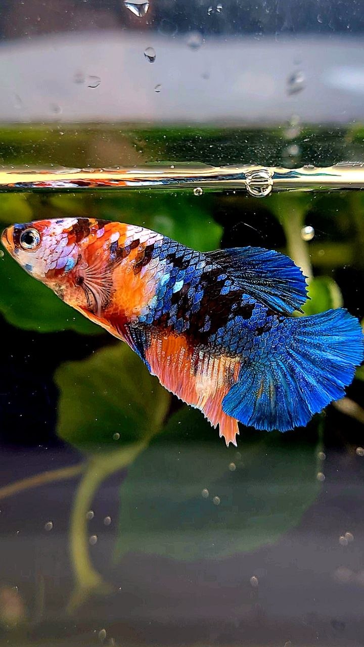FEMALE PLAKAT BLUE ORANGE MULTICOLOR BETTA FISH