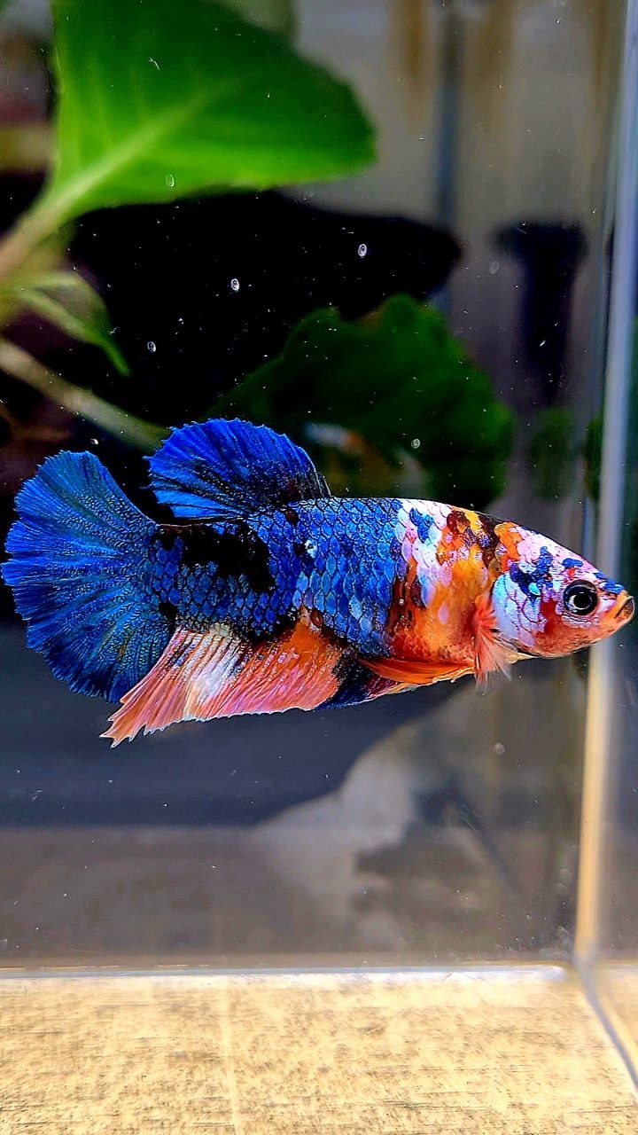 FEMALE PLAKAT BLUE ORANGE MULTICOLOR BETTA FISH