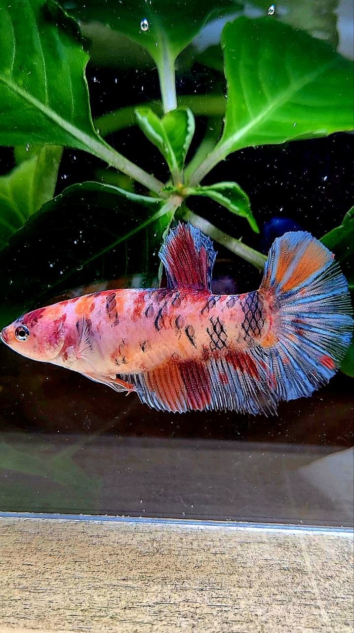 FEMALE PLAKAT KOI MULTICOLOR BETTA FISH