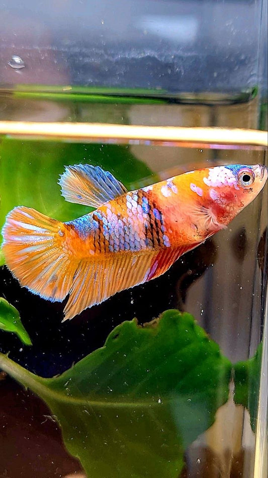 FEMALE PLAKAT ORANGE GALAXY MULTICOLOR BETTA FISH