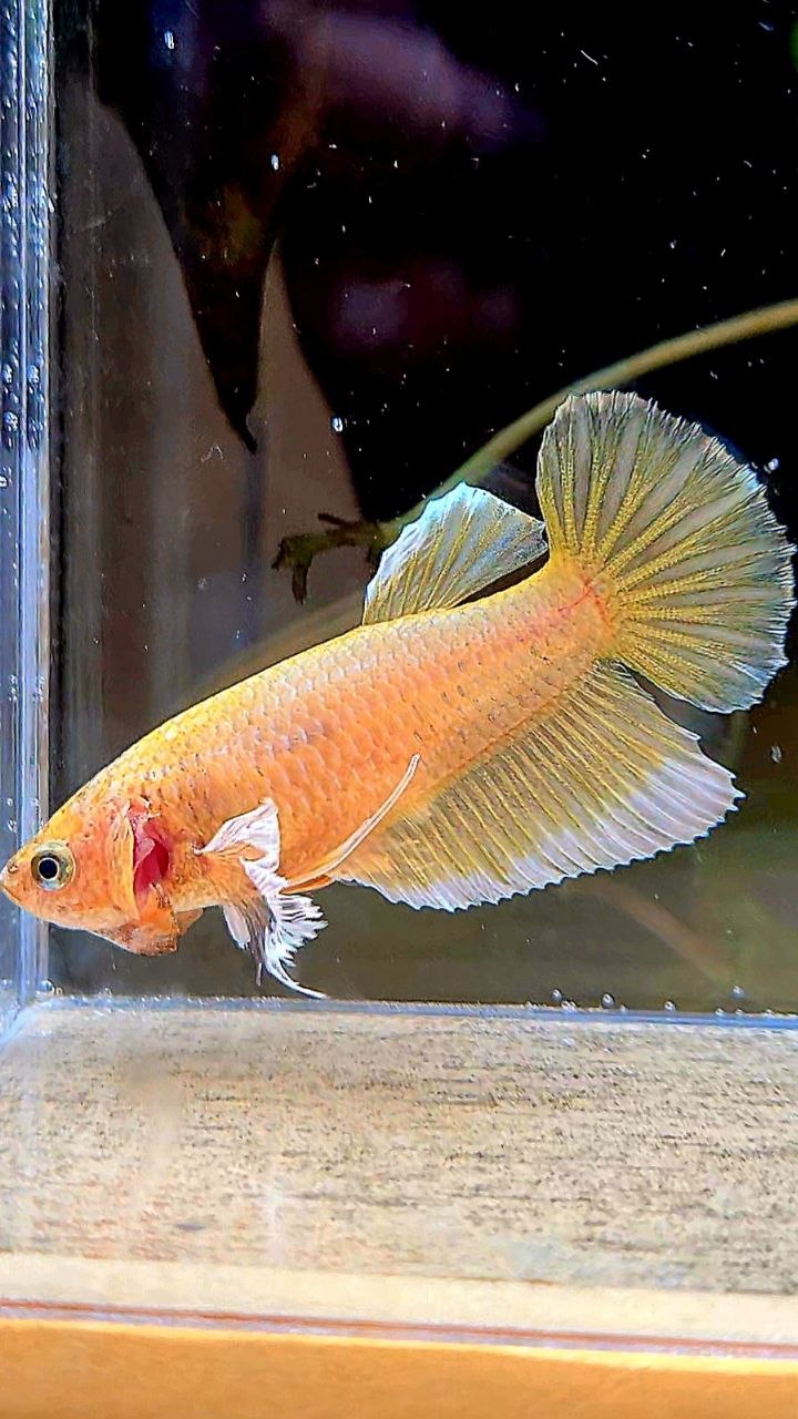 FEMALE HALFMOON BIG EAR GOLD BETTA FISH