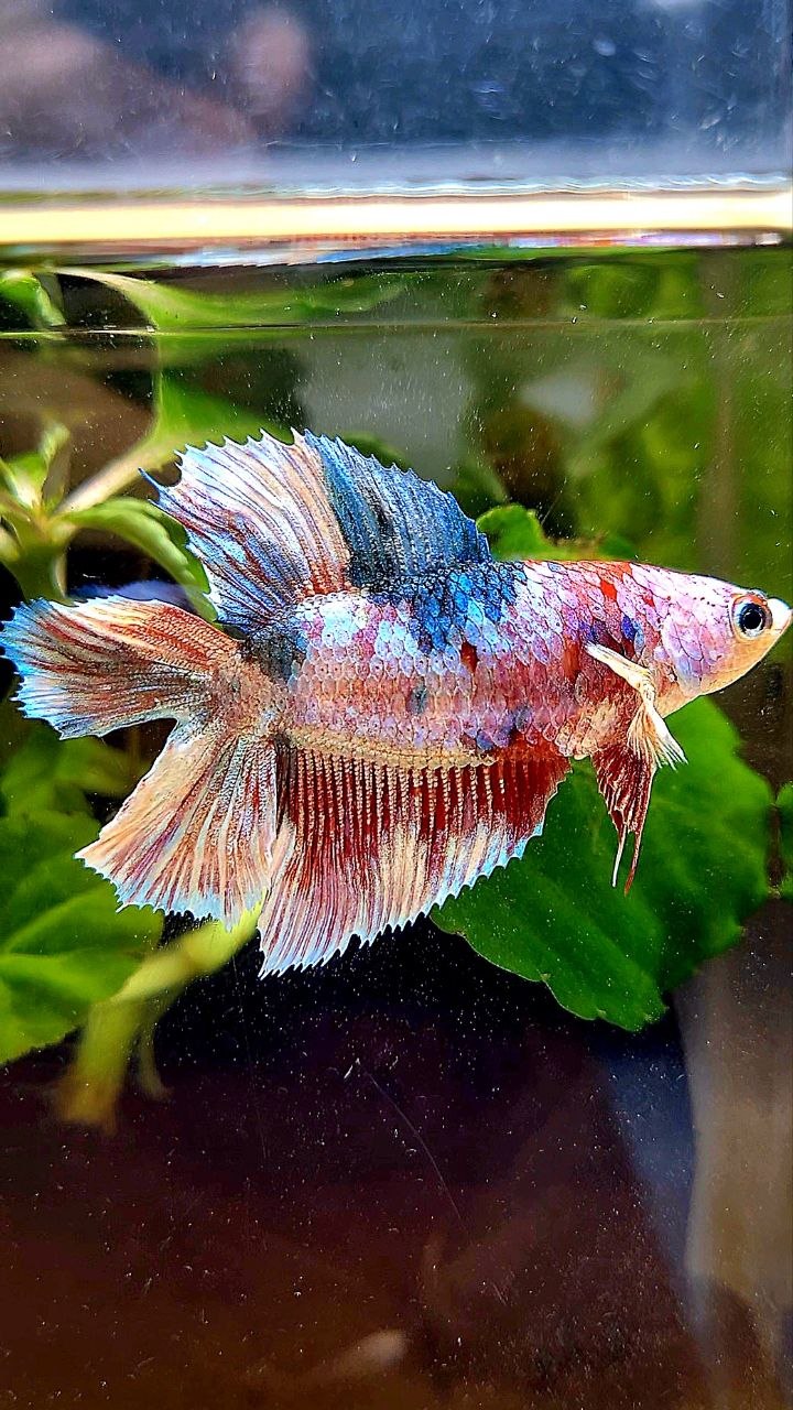 FEMALE HALFMOON DOUBLE TAIL PURPLE WHITE MULTICOLOR BETTA FISH