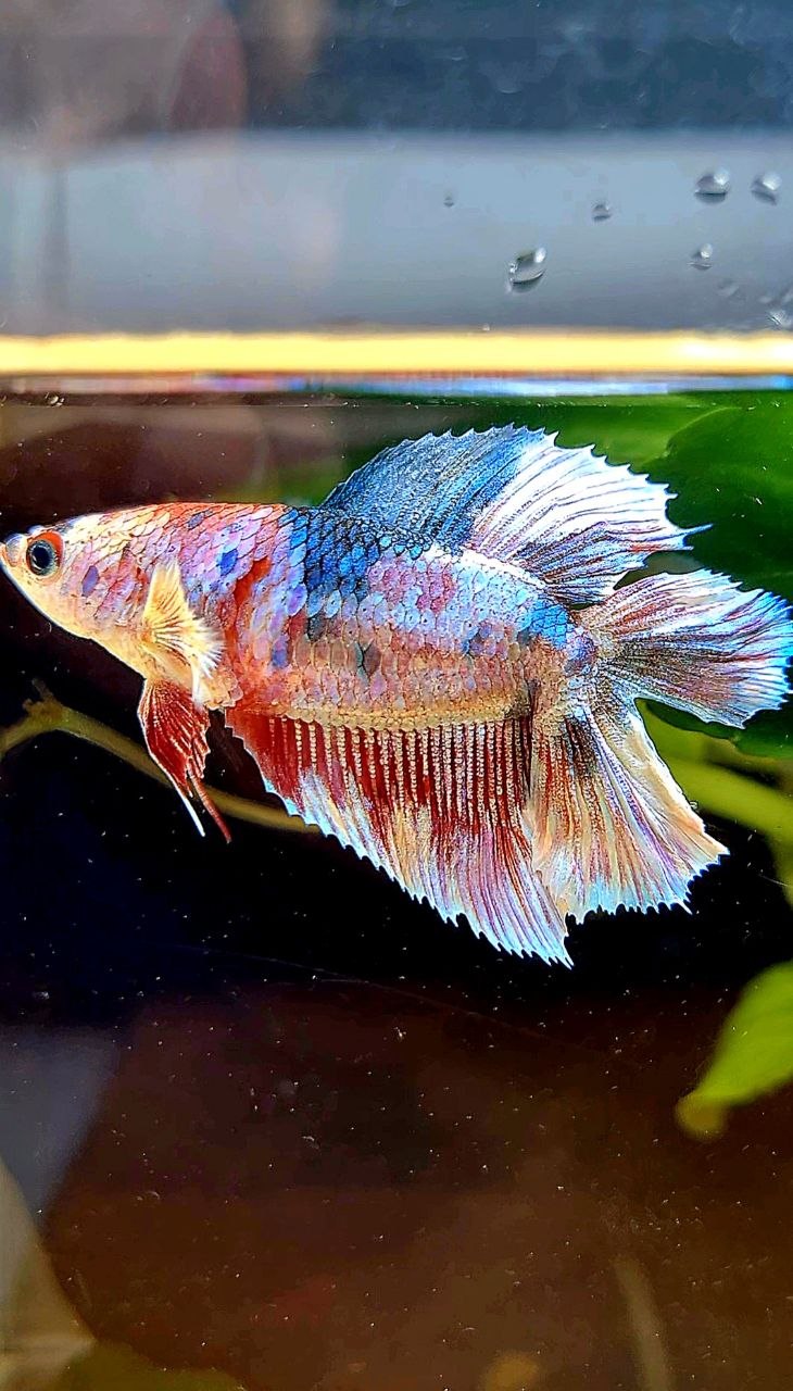 FEMALE HALFMOON DOUBLE TAIL PURPLE WHITE MULTICOLOR BETTA FISH