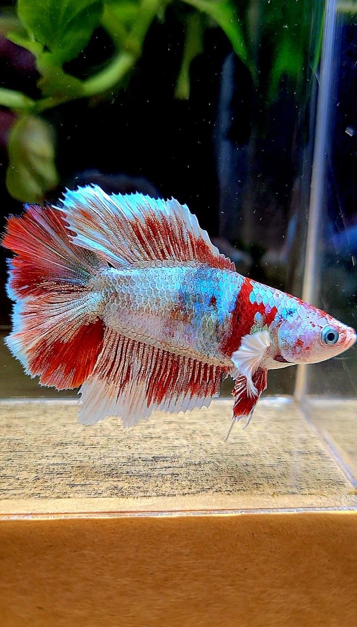 FEMALE HALFMOON BARONGSAI WHITE MULTICOLOR BETTA FISH