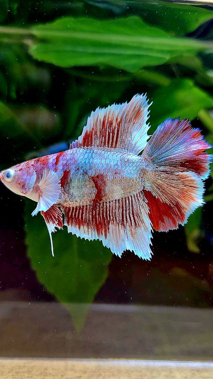 FEMALE HALFMOON BARONGSAI WHITE MULTICOLOR BETTA FISH