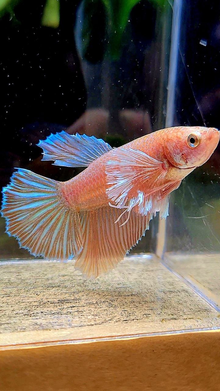 FEMALE HALFMOON DUMBO EAR ORANGE PINEAPPLE BETTA FISH