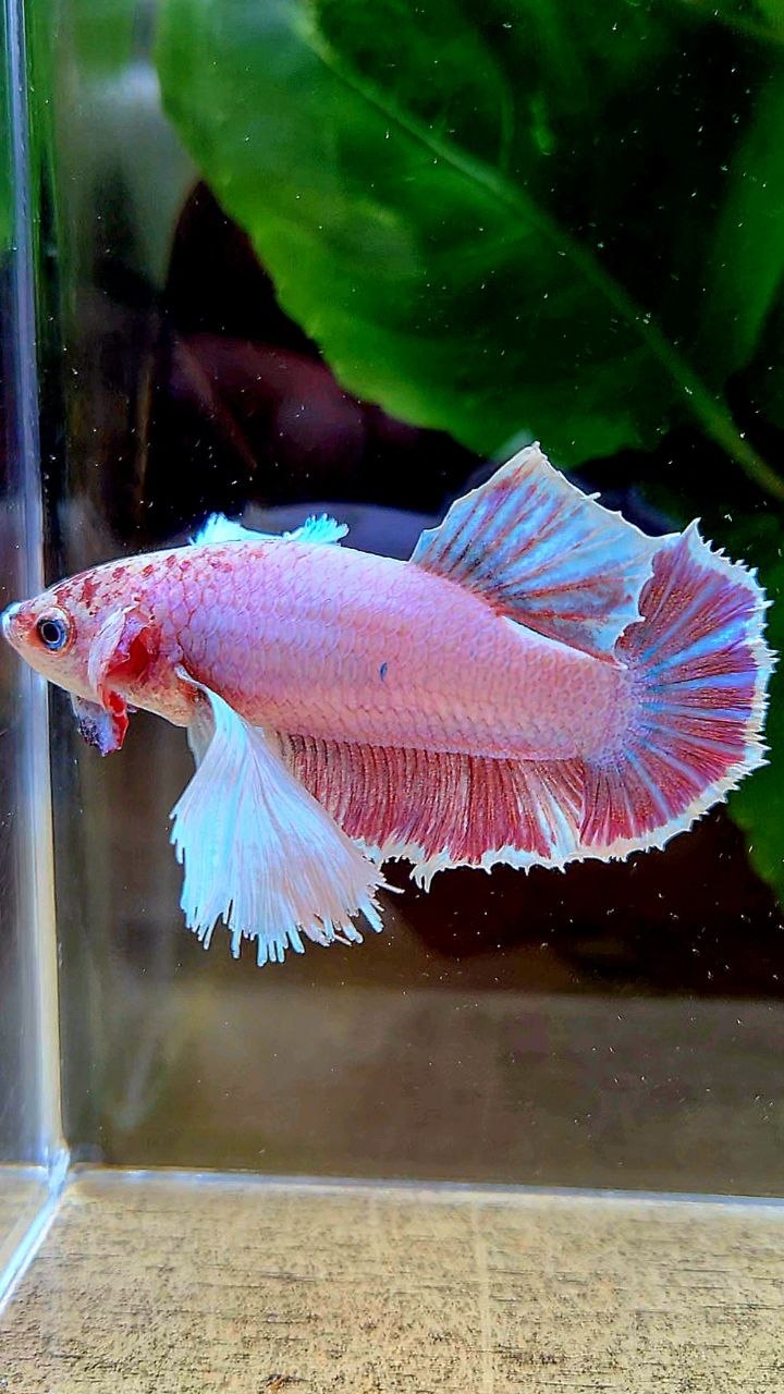 FEMALE HMPK SUPER DUMBO EAR PINK LAVENDER BETTA FISH