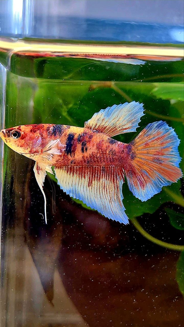 FEMALE HALFMOON BIG EAR MULTICOLOR BETTA FISH