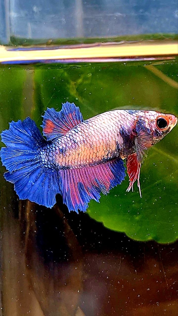 FEMALE HALFMOON ROSETAIL PINK BLUE FLAMINGGO BETTA FISH