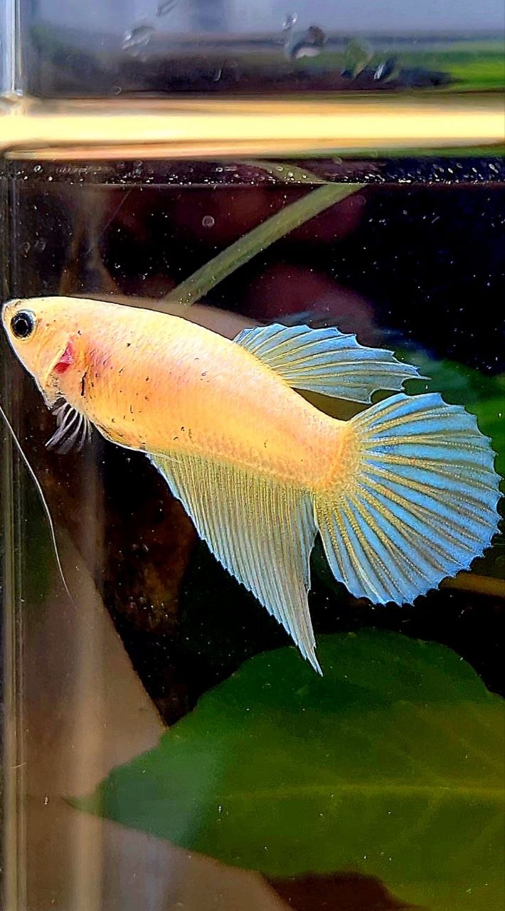 FEMALE VEILTAIL GOLD BETTA FISH