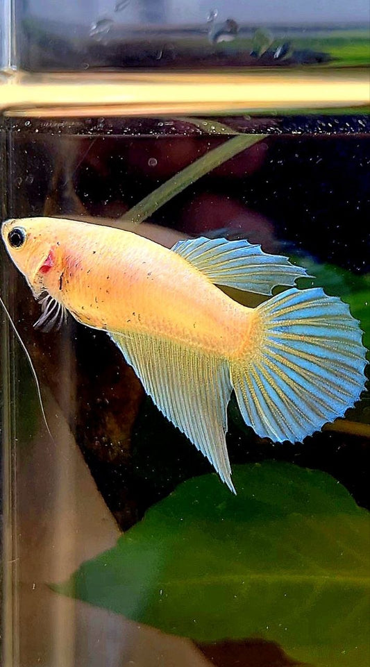 FEMALE VEILTAIL GOLD BETTA FISH