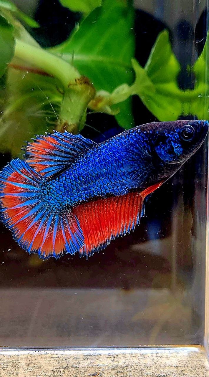 FEMALE HALFMOON ROSETAIL BLUE RED BETTA FISH