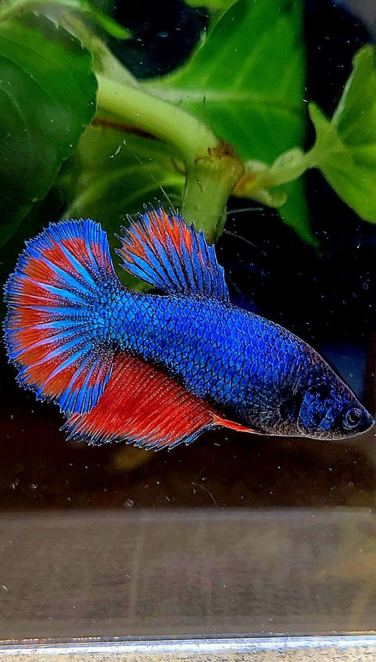 FEMALE HALFMOON ROSETAIL BLUE RED BETTA FISH