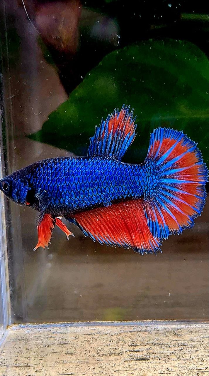 FEMALE HALFMOON ROSETAIL BLUE RED BETTA FISH