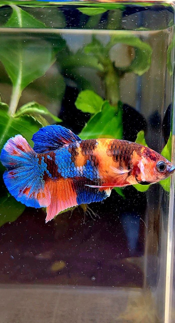 FEMALE PLAKAT GALAXY ORANGE BLUE MULTICOLOR PATTERN BETTA FISH
