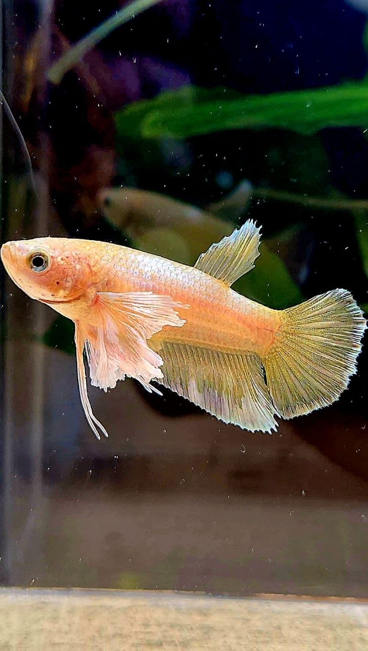 FEMALE HALFMOON SUPER DUMBO EAR GOLD BETTA FISH