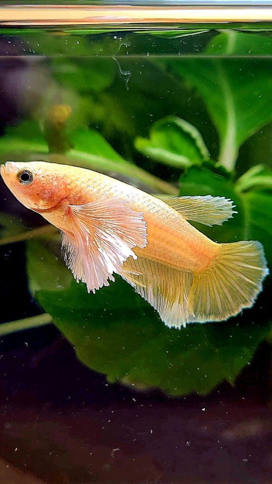 FEMALE HALFMOON SUPER DUMBO EAR GOLD BETTA FISH