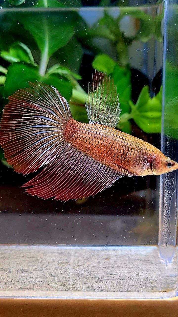 XL FEMALE HALFMOON RED COPPER BETTA FISH