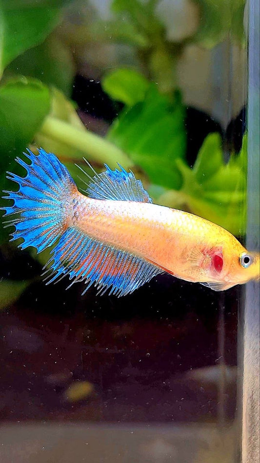 FEMALE CROWNTAIL YELLOW FANCY BETTA FISH