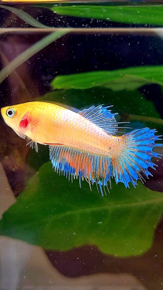 FEMALE CROWNTAIL YELLOW FANCY BETTA FISH