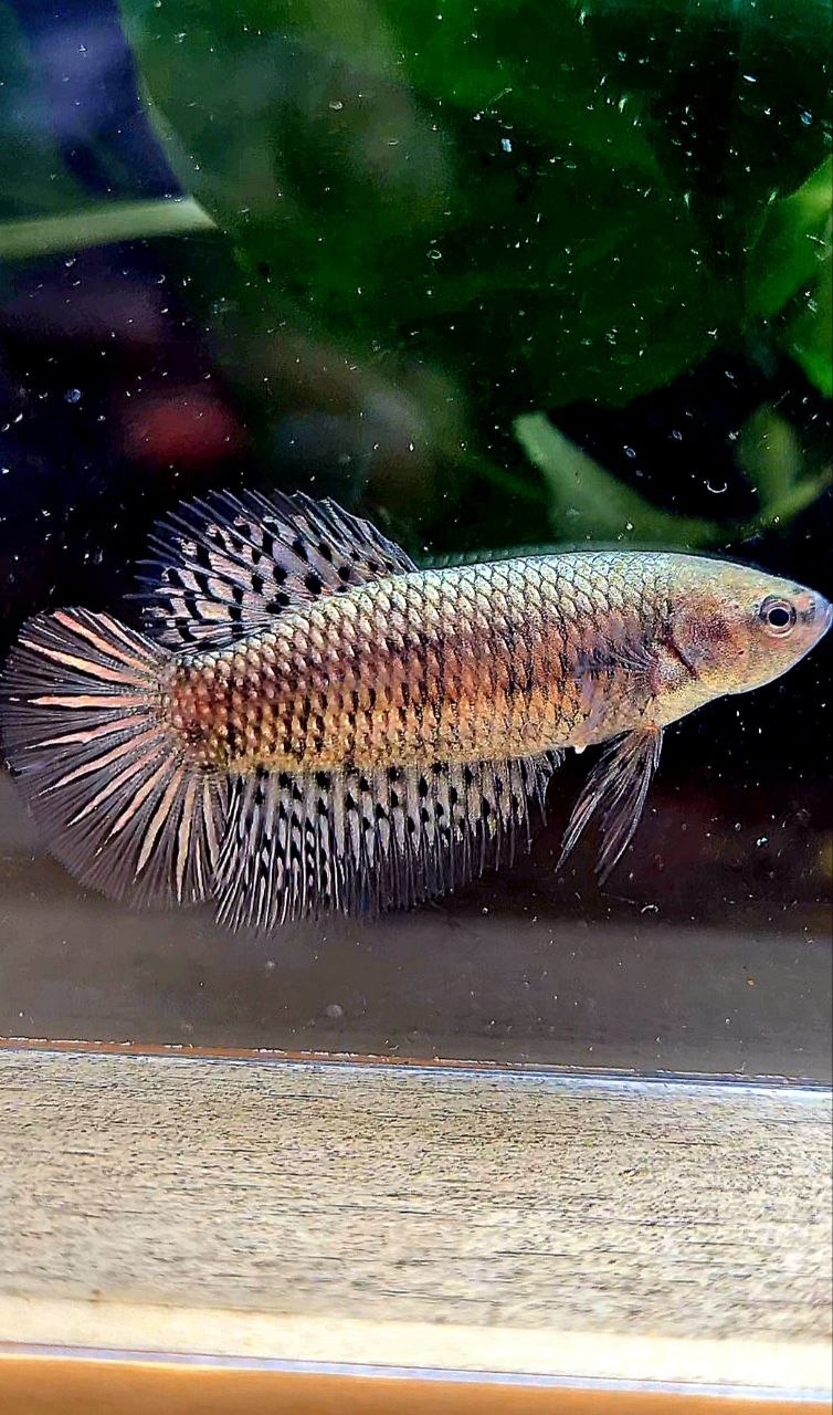 LUXURY FEMALE HALFMOON ALIEN COPPER BETTA FISH