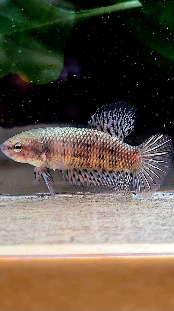 LUXURY FEMALE HALFMOON ALIEN COPPER BETTA FISH