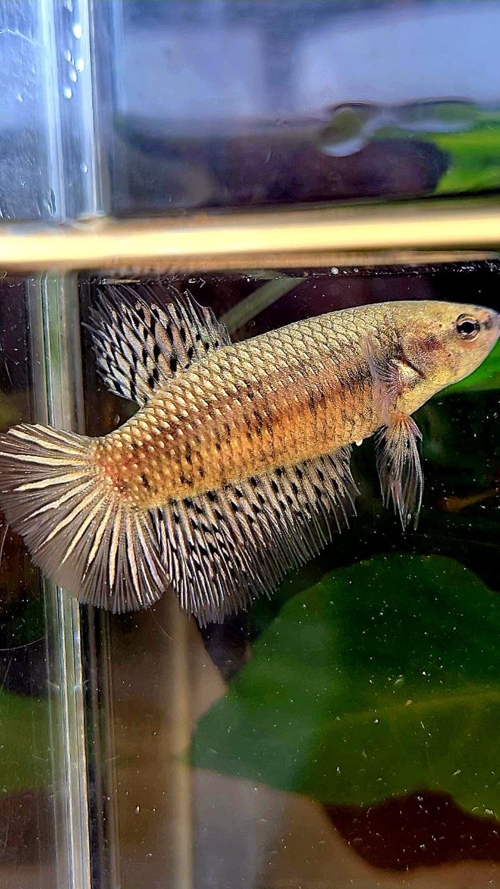 LUXURY FEMALE HALFMOON ALIEN COPPER BETTA FISH