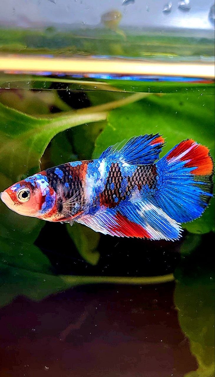 FEMALE HALFMOON GALAXY MULTICOLOR BETTA FISH