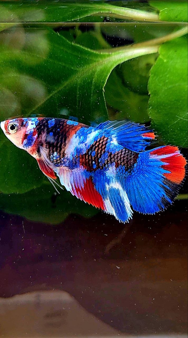 FEMALE HALFMOON GALAXY MULTICOLOR BETTA FISH