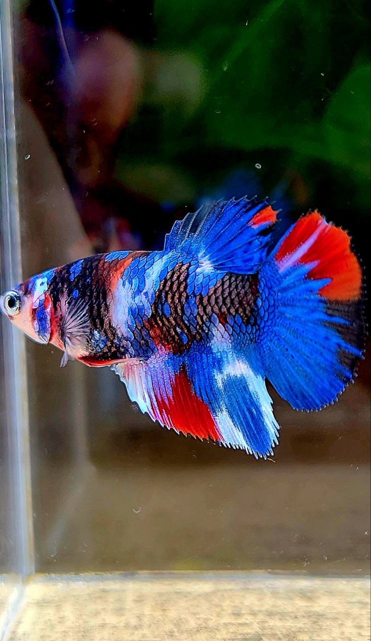 FEMALE HALFMOON GALAXY MULTICOLOR BETTA FISH