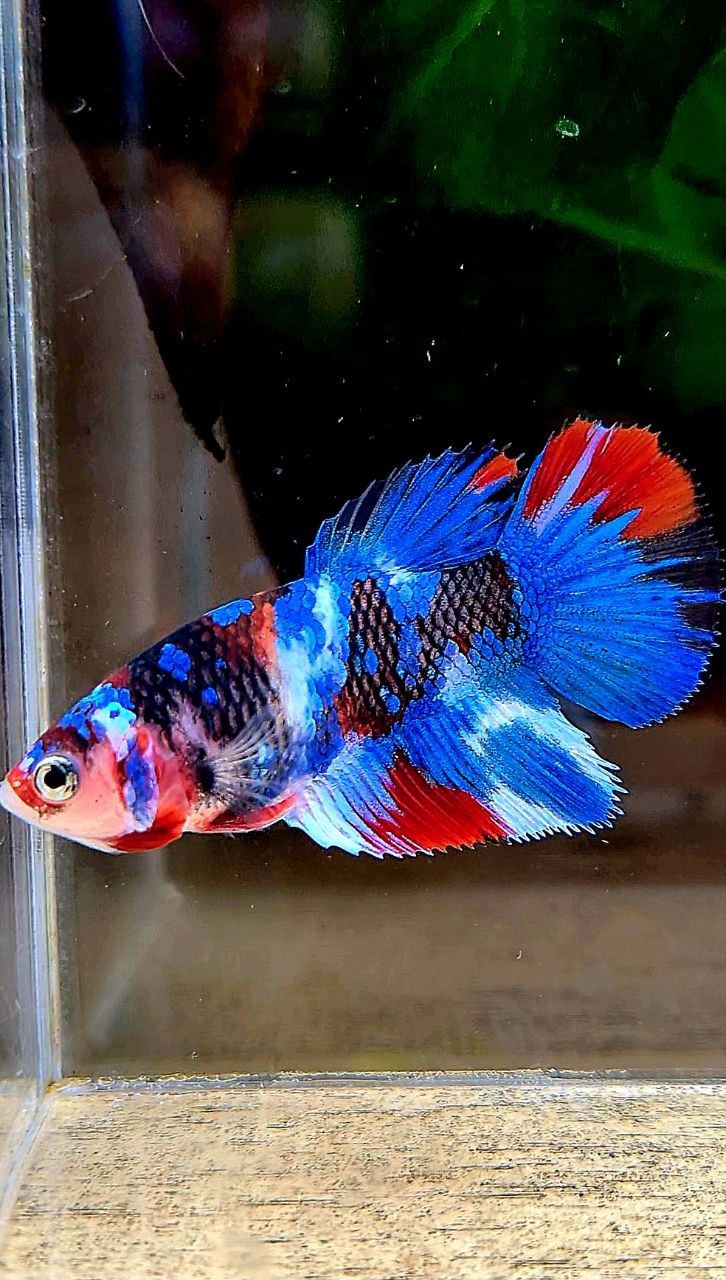 FEMALE HALFMOON GALAXY MULTICOLOR BETTA FISH