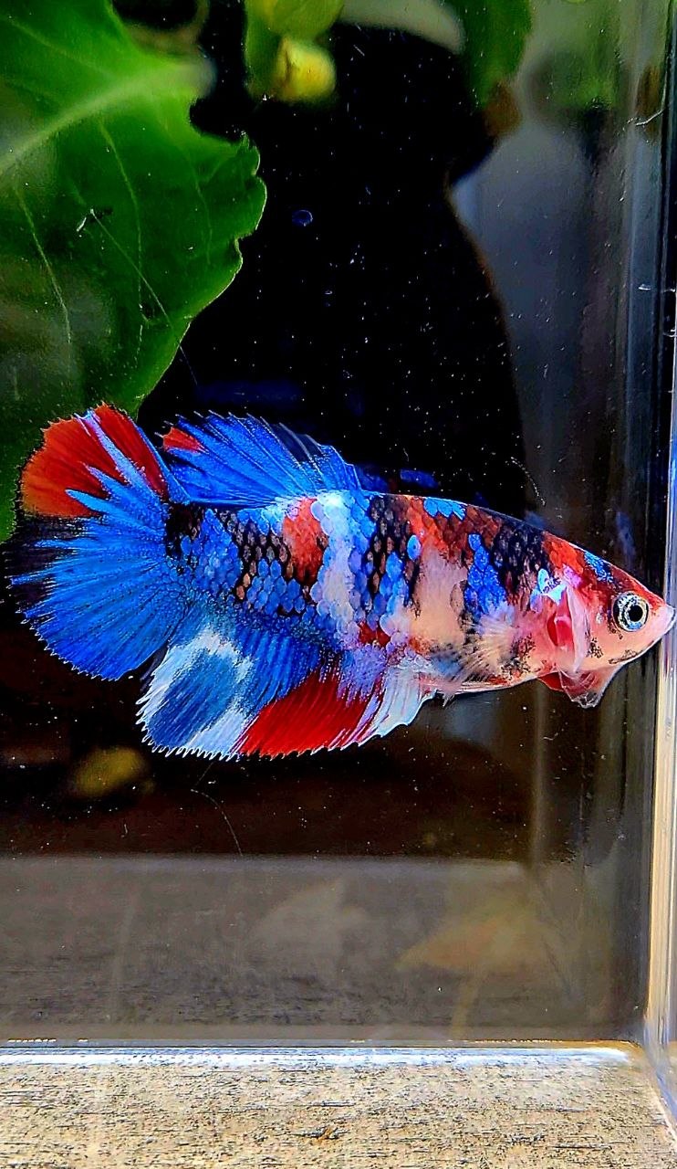 FEMALE HALFMOON GALAXY MULTICOLOR BETTA FISH