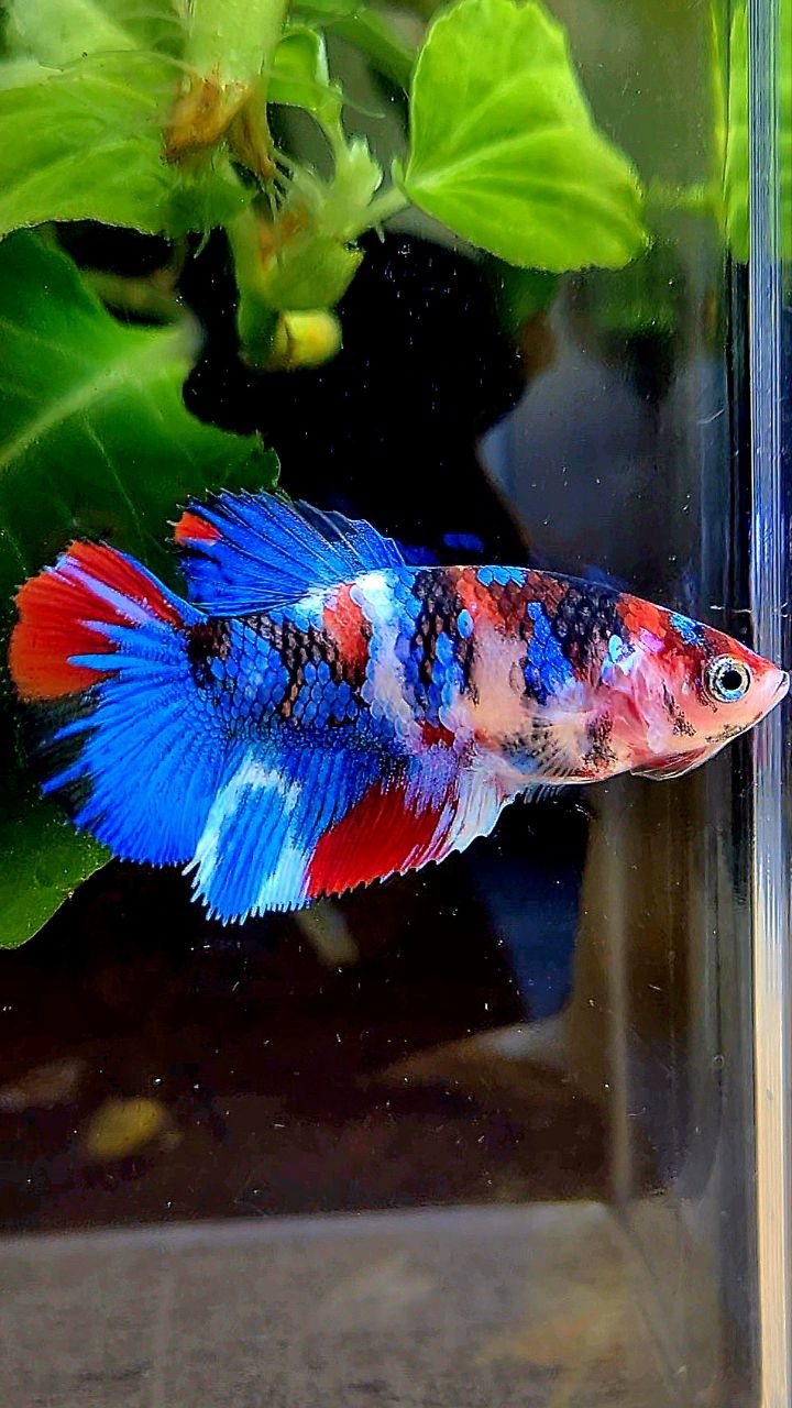 FEMALE HALFMOON GALAXY MULTICOLOR BETTA FISH