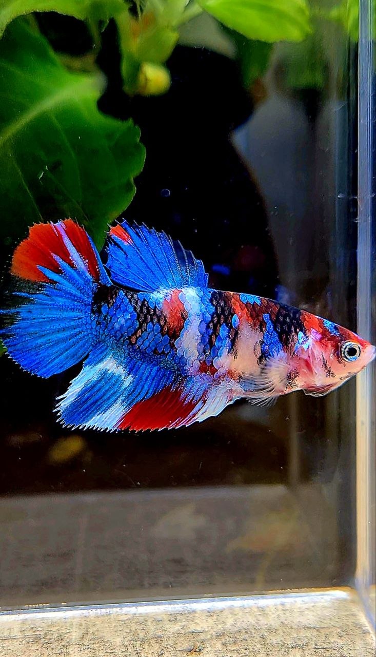 FEMALE HALFMOON GALAXY MULTICOLOR BETTA FISH