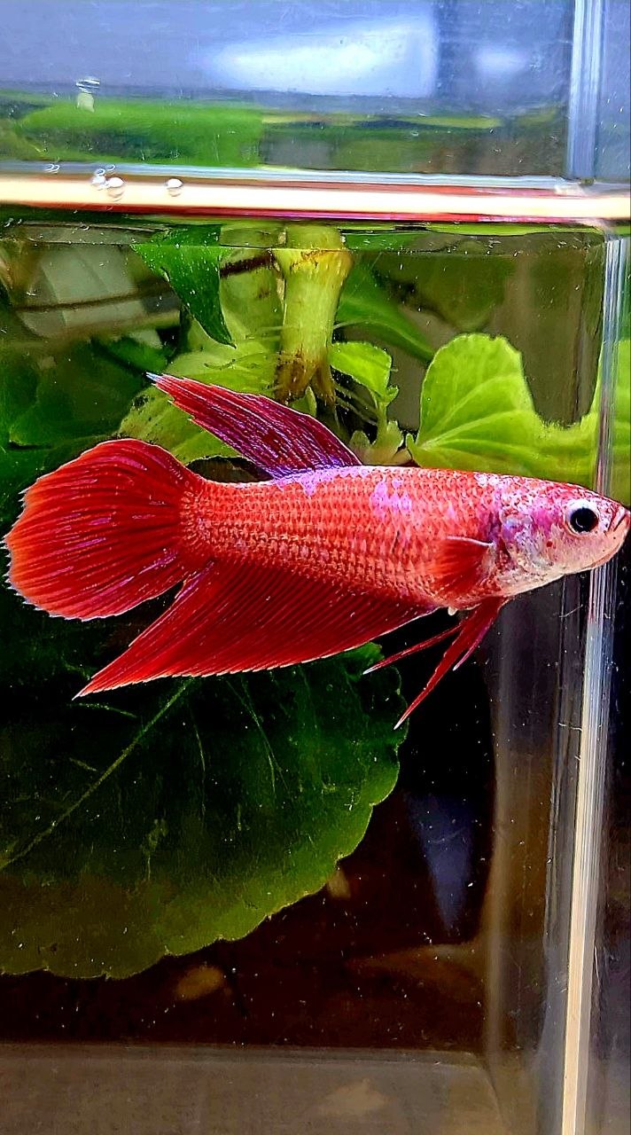 FEMALE VEILTAIL RED INUYASHA GALAXY PURPLE BETTA FISH