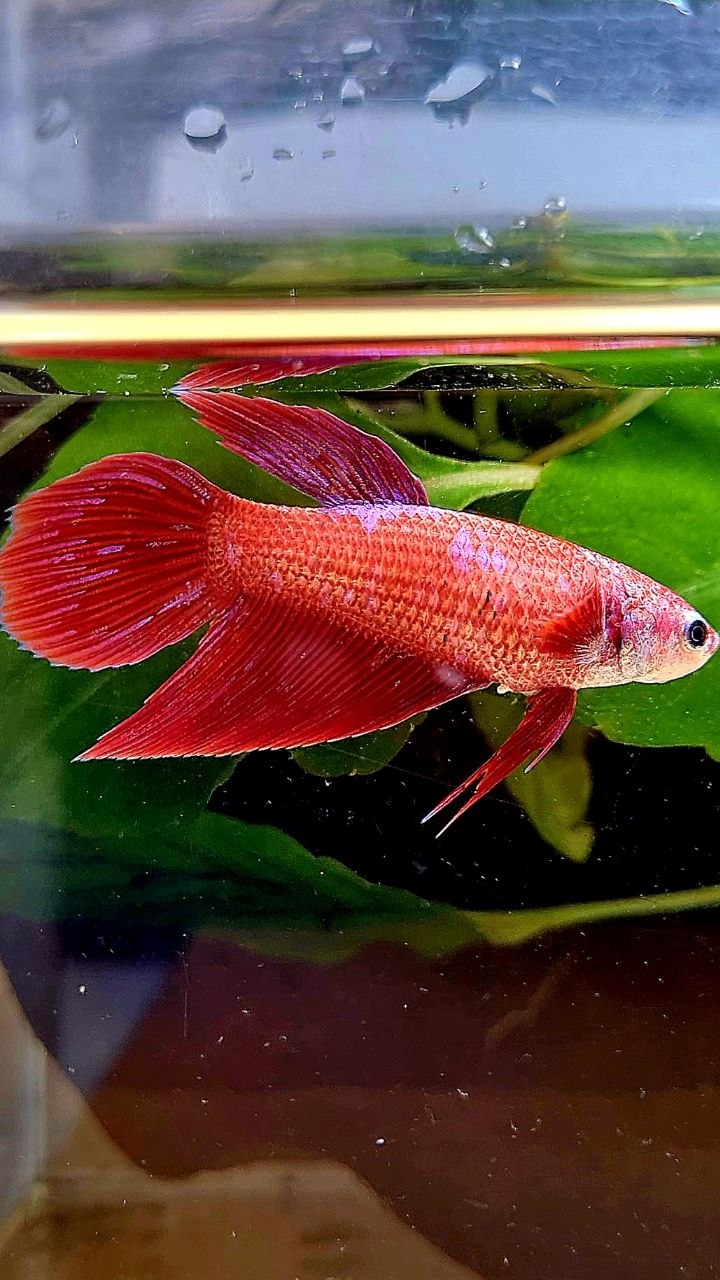 FEMALE VEILTAIL RED INUYASHA GALAXY PURPLE BETTA FISH