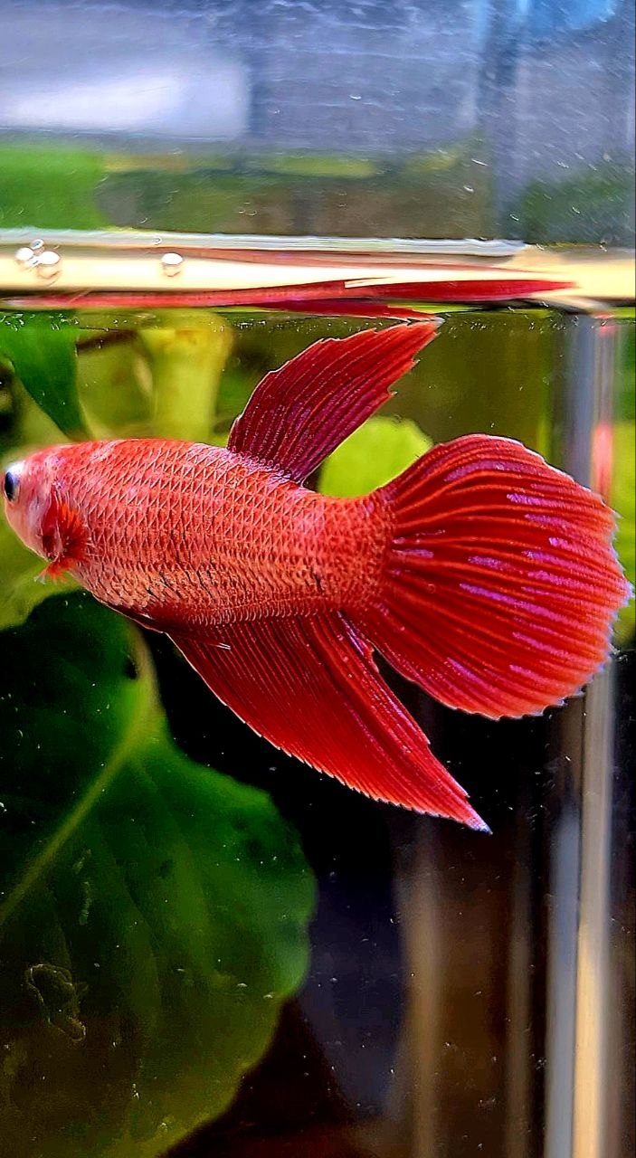 FEMALE VEILTAIL RED INUYASHA GALAXY PURPLE BETTA FISH